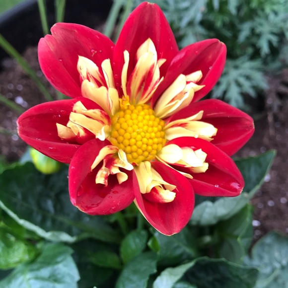 Meet your Posher, A Little Bit Extra!! - Picture 14 of 16